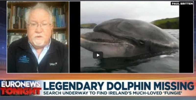 Delfin Fungie Irland
