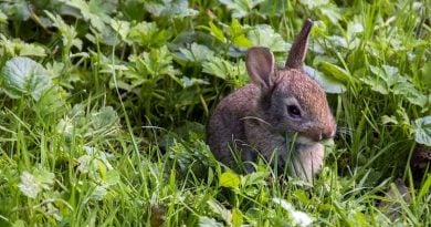 Tierseuche Kaninchen