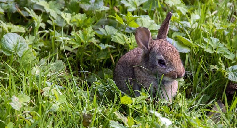 Tierseuche Kaninchen