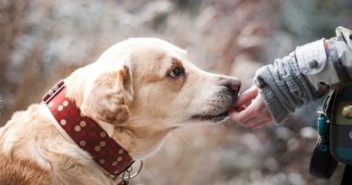 App für tierärztliche Diagnose HEROvet