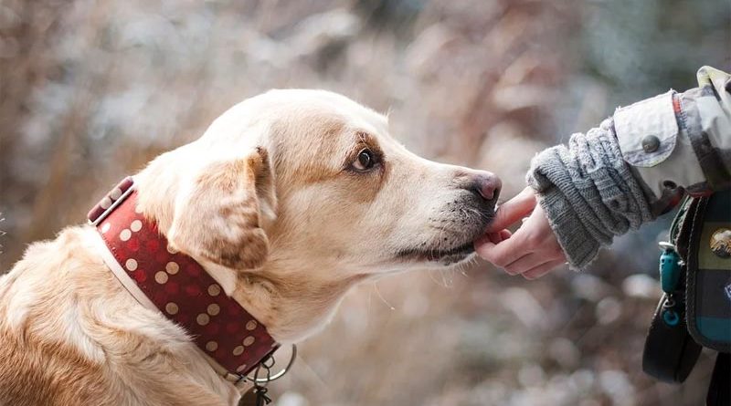 App für tierärztliche Diagnose HEROvet