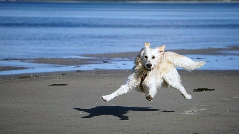 urlaub mit hund greetsiel