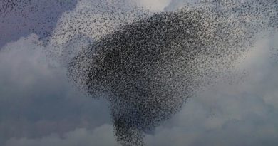 Vogelschwarm Vogelbeobachtung Schottland
