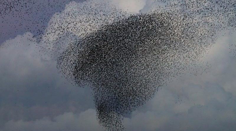 Vogelschwarm Vogelbeobachtung Schottland