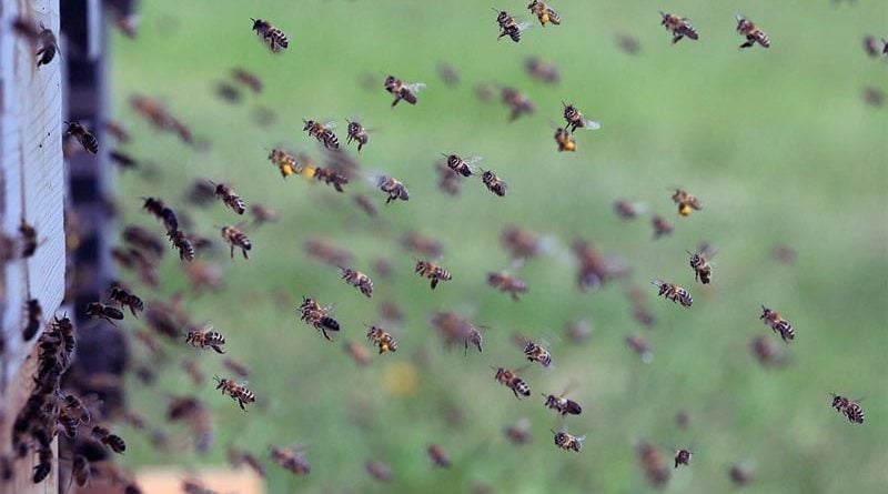 Bienensterben Brexit