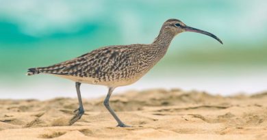 Brachvogel Bestand Irland