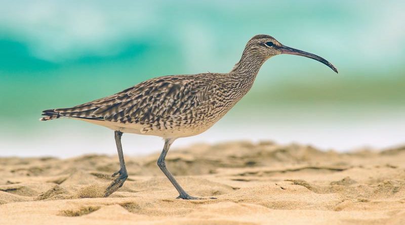 Brachvogel Bestand Irland