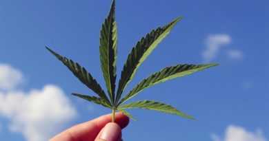Cannabis Legalisierung Island