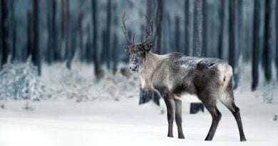 Rentierbrücken Schweden