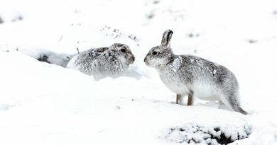 Schneehasen Schottland