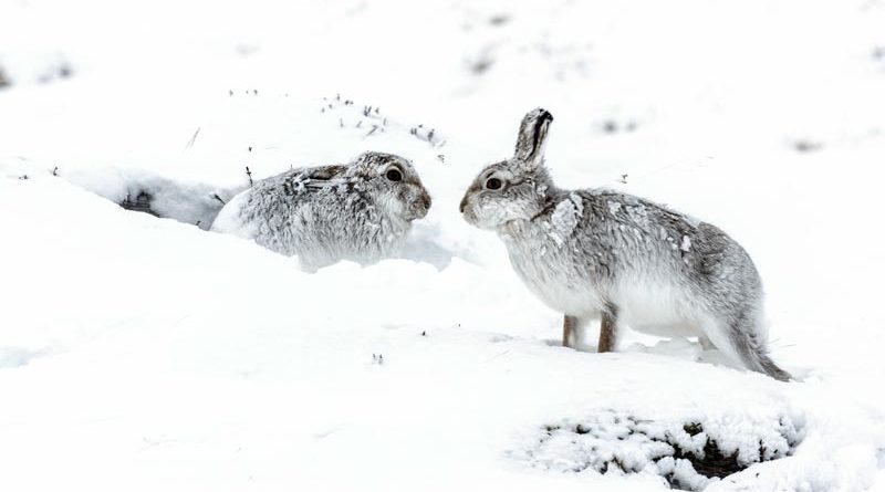 Schneehasen Schottland