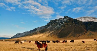 Islandpferde Zucht Pony