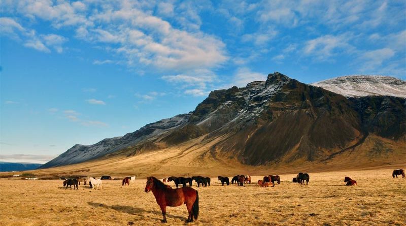 Islandpferde Zucht Pony