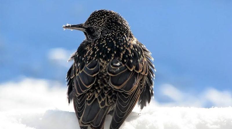 Zugvögel im Winter