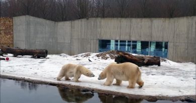 Tallinn Zoo Eisbären