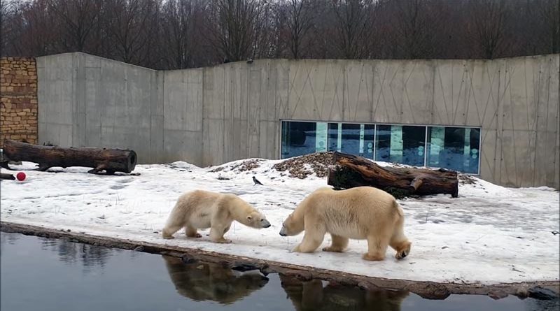 Tallinn Zoo Eisbären