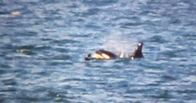 Wale Dänemark Orca