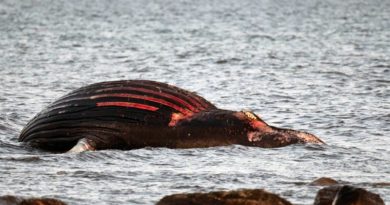 Gestrandeter Wal Öland