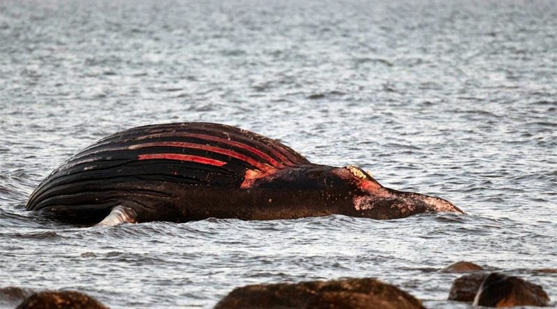 Gestrandeter Wal Öland