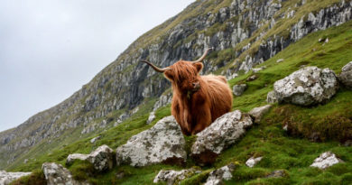 wahl schottland