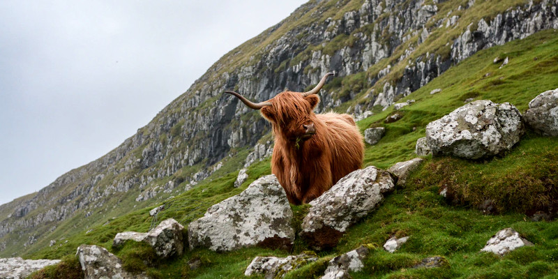 wahl schottland