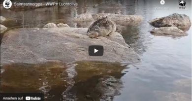 Webcam Saimaa Robben Livestream
