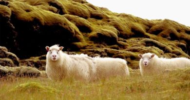 Wie viele Schafe gibt es in Island?