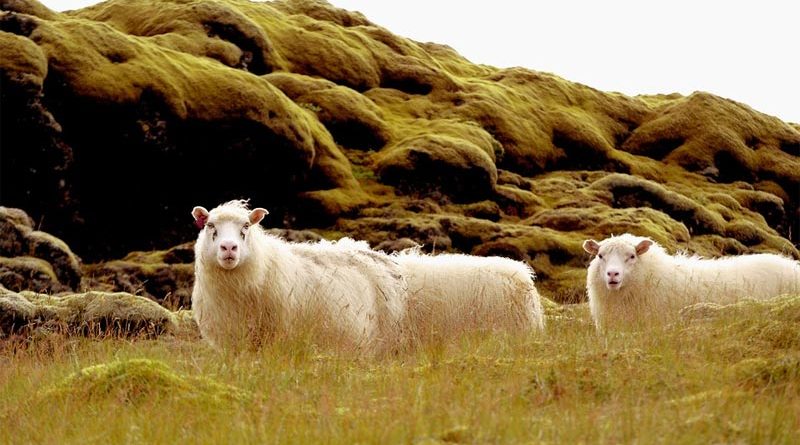 Wie viele Schafe gibt es in Island?