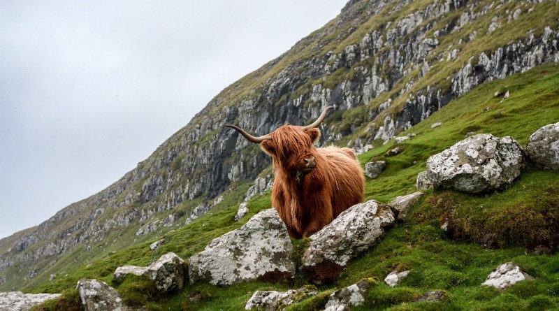 wahl schottland