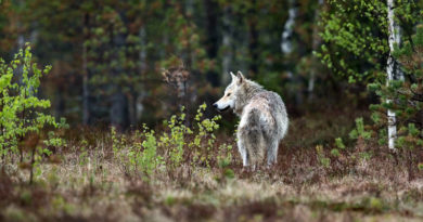 wolf finnland