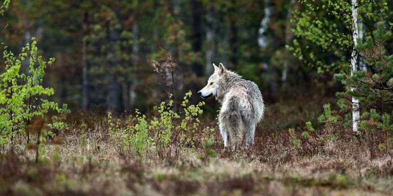 wolf finnland