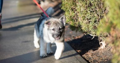 Hunde Norwegen