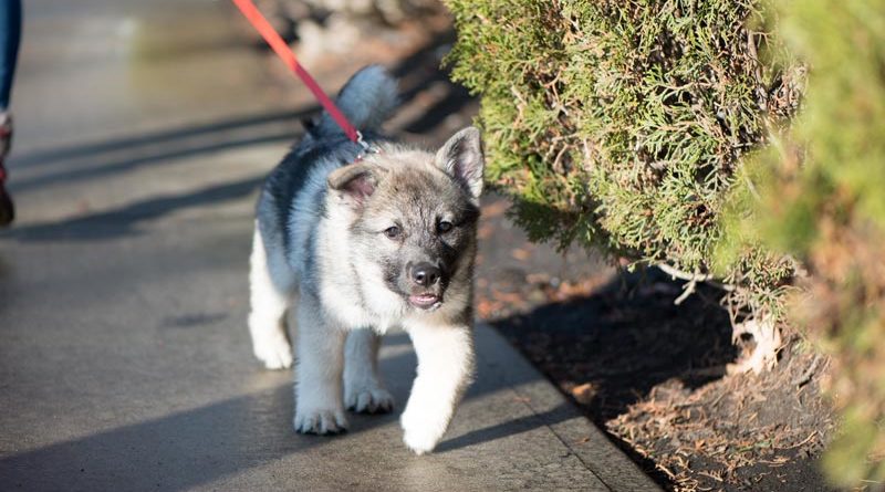 Hunde Norwegen