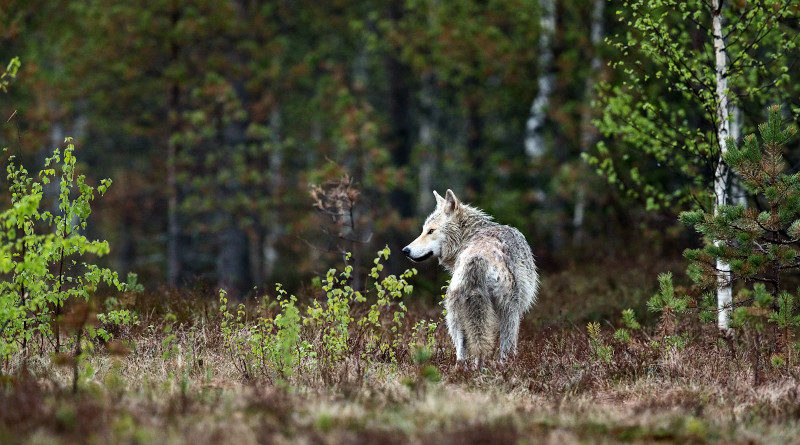 finnland wolf