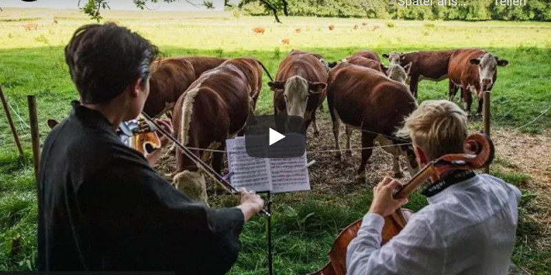 kuh musik