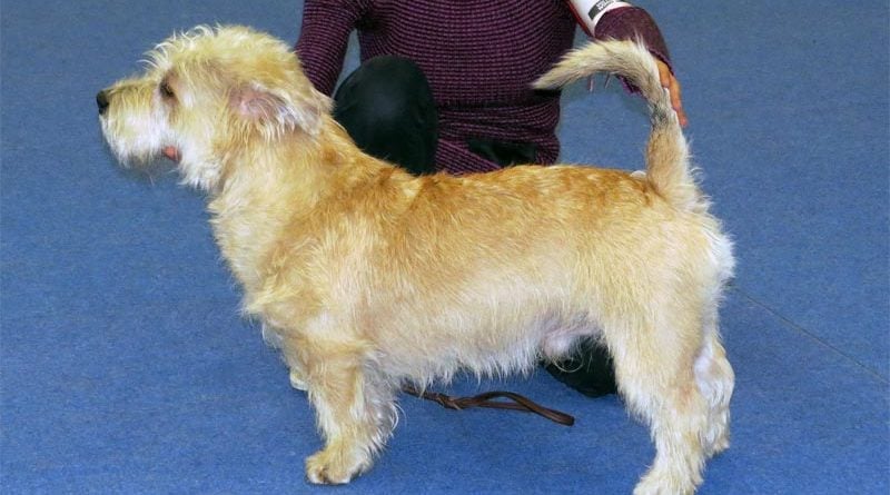 Irish Glen of Imaal Terrier