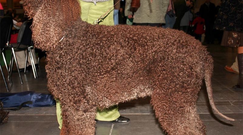 Irish Water Spaniel