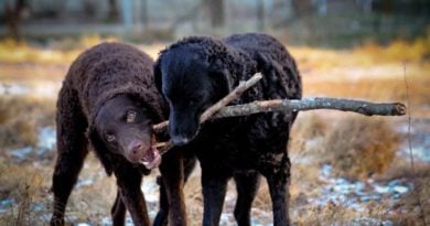 Curly Coated Retriever Hunderasse