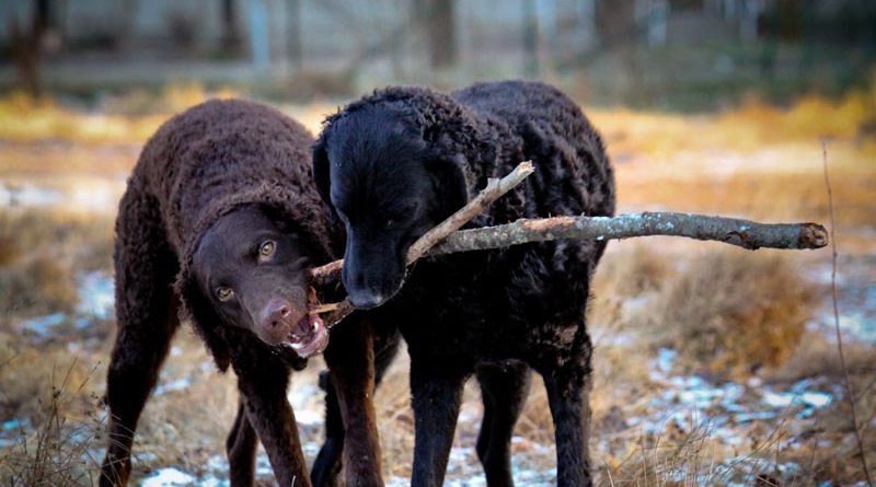 Curly Coated Retriever Hunderasse