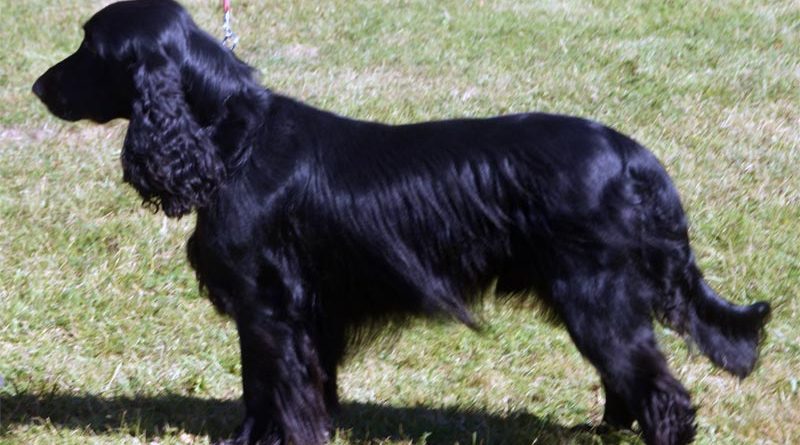 Field Spaniel Rasse