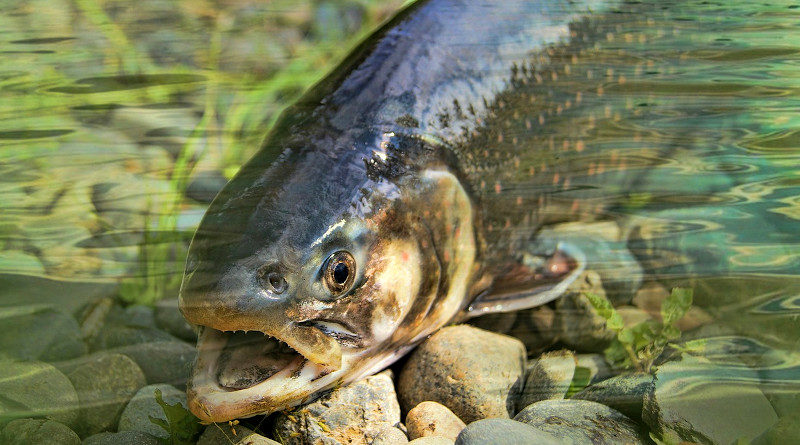 fisch norwegen