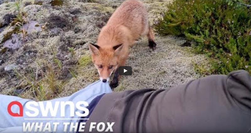 Fuchs Lofoten Video