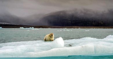 Robben in Island