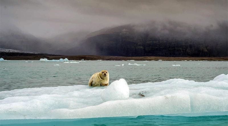 Robben in Island