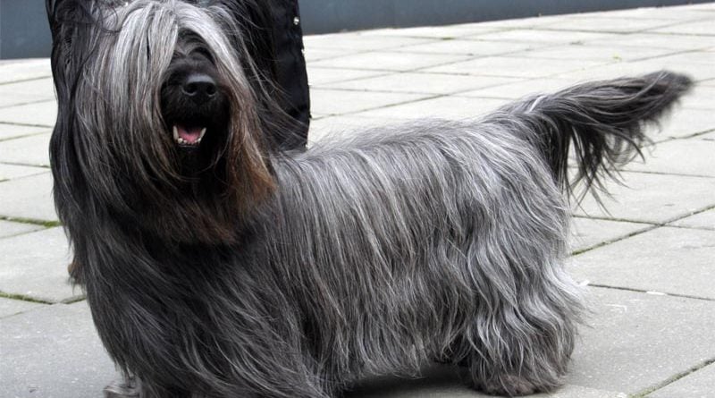 Skye Terrier Hunderasse