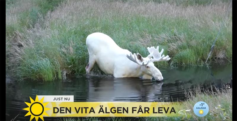 Weißer Elch Schweden