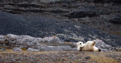 Eisbären Spitzbergen