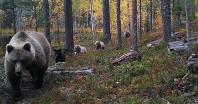 Bären in Finnland