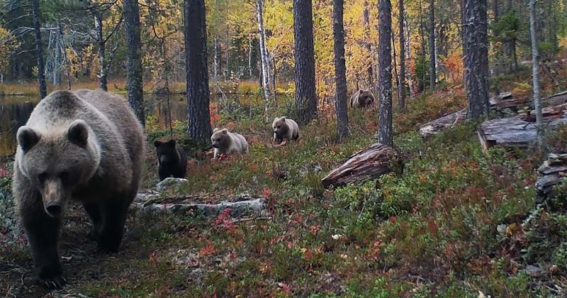 Bären in Finnland