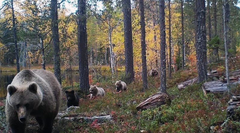 Bären Finnland